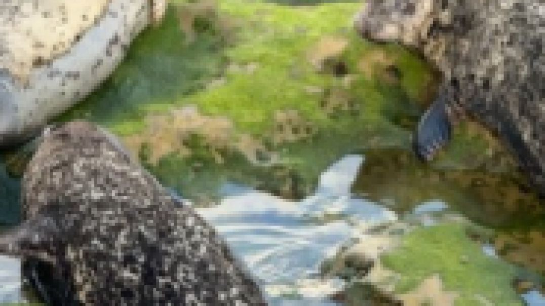 Baby Seals at the Children’s Pool – La Jolla, California | Relaxing Ocean Wildlife Clip 01